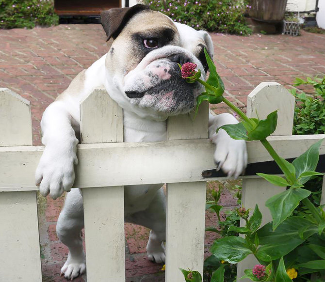 anjing bulldog tengah mencium bunga