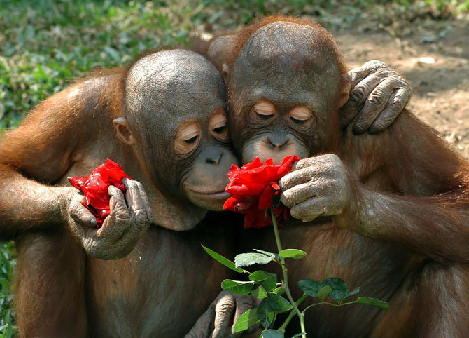 sepasang orangutan mencium mawar merah