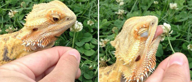 bearded dragon menjilat bunga