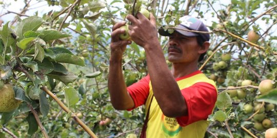 Kebun apel petani diselimuti abu Bromo, biaya perawatan membengkak