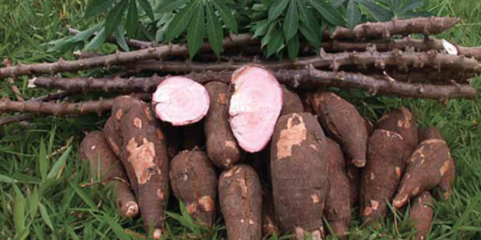 ditemukan dalam kehidupan sehari hari