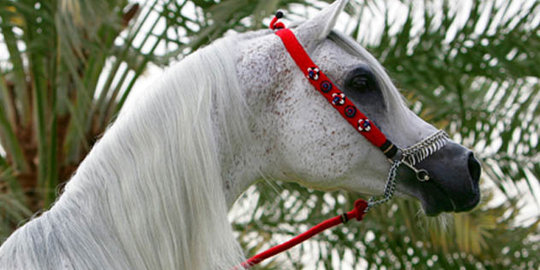 Lima Hewan Peliharaan Paling Unik Pemimpin Dunia Merdeka Com