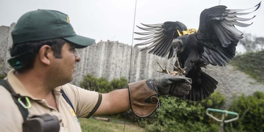 Inovatif, warga Peru gunakan burung nasar untuk deteksi sampah