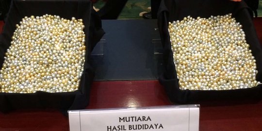 Menteri Susi: Budidaya mutiara dipegang asing, ogah alih teknologi