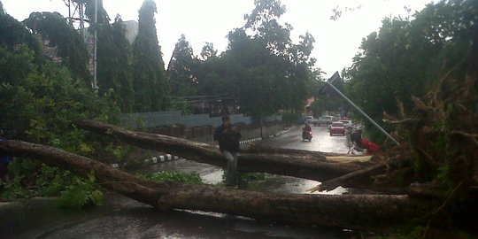 Diterjang angin kencang, 2 pohon tumbang tutupi jalan di Ilir Timur