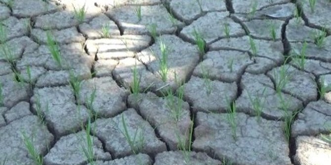Hujan belum merata, petani di Belu pasrah padi mereka tidak tumbuh