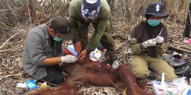 Orangutan remaja di Kalteng sekarat, 13 peluru bersarang di tubuhnya