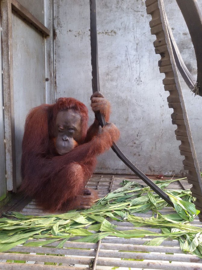 penyelematan orangutan dari kebakaran hutan