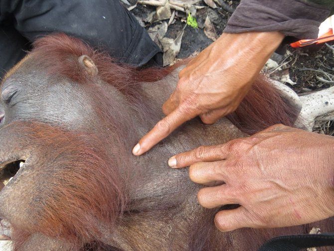 penyelematan orangutan dari kebakaran hutan
