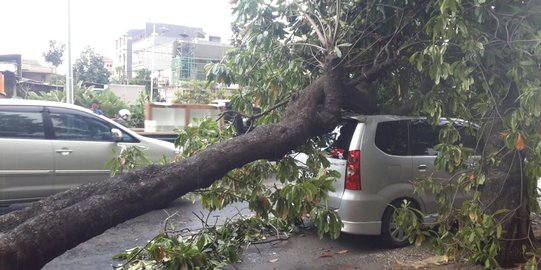 Pohon timpa Avanza di Jl Tubagus Angke, macet 1 km