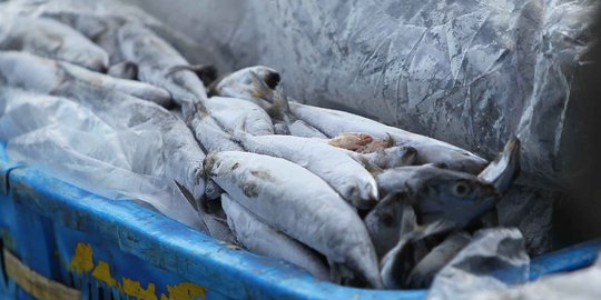 Pemerintah dorong koperasi kelola tempat lelang ikan