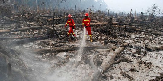 Badan Restorasi Gambut bakal pulihkan 2 juta hektare kerusakan hutan