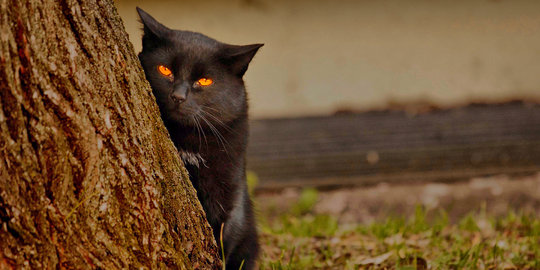 Kisah 5 binatang yang jadi mata-mata militer