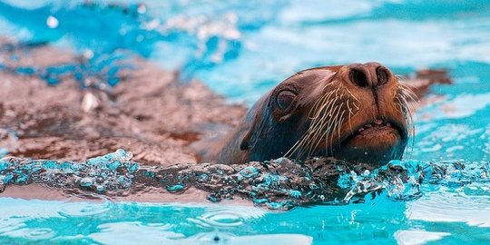 dan singa laut di marine mammal program angkatan laut as rev1