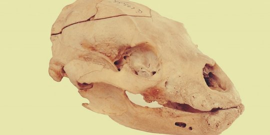 menginspirasi winnie the pooh