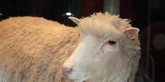 kloning pertama di dunia rev3