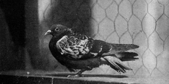 pertama ke luar angkasa rev2