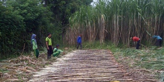 Dengar kabar pemerintah akan impor gula, petani tebu surati Jokowi