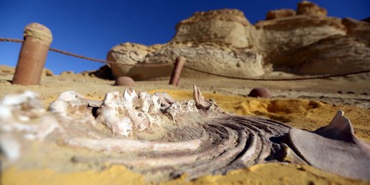 Menelusuri gurun di Mesir yang simpan banyak fosil hewan purba