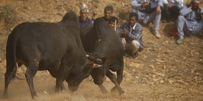 Keganasan banteng saling seruduk dalam festival di Nepal