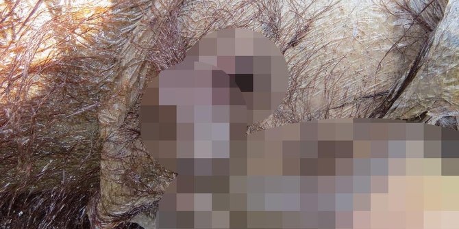 Orangutan di Kalteng tewas dengan luka tombak menembus jantung