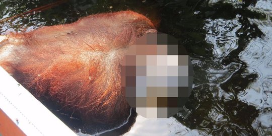 Sadis, orang utan mati ditombak hingga tembus jantung