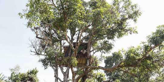 Diserang kawanan gajah liar, warga Myanmar bangun rumah pohon