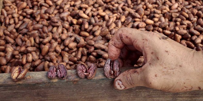 Dampak perubahan iklim, petani kopi Amerika beralih ke cokelat