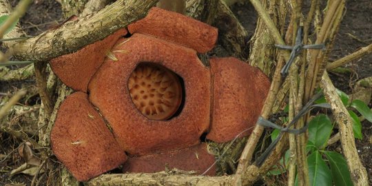 Pemerintah luncurkan dokumen acuan kenali flora dan fauna RI