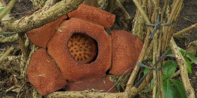 Pemerintah luncurkan dokumen acuan kenali flora  dan fauna 