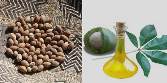 Mongongo Oil, Minyak Kecantikan Super yang Disebut Kalahkan Khasiat Kelapa