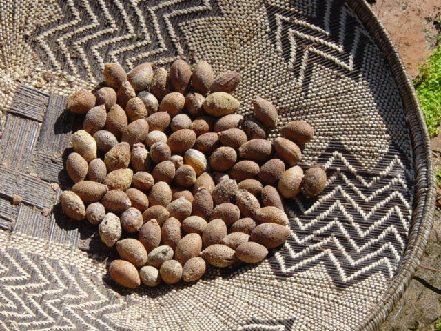 kacang mongongo