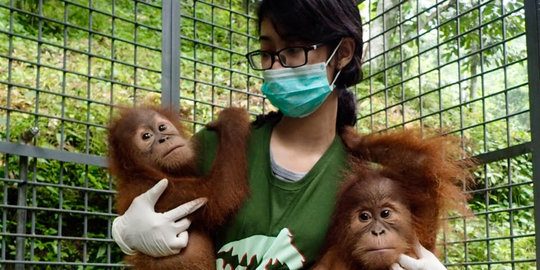 Kisah sedih perpisahan Boy si Orangutan dari keluarga adopsinya