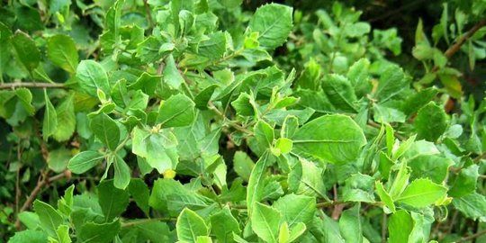 tanaman liar indonesia ini ternyata bisa jadi obat mujarab