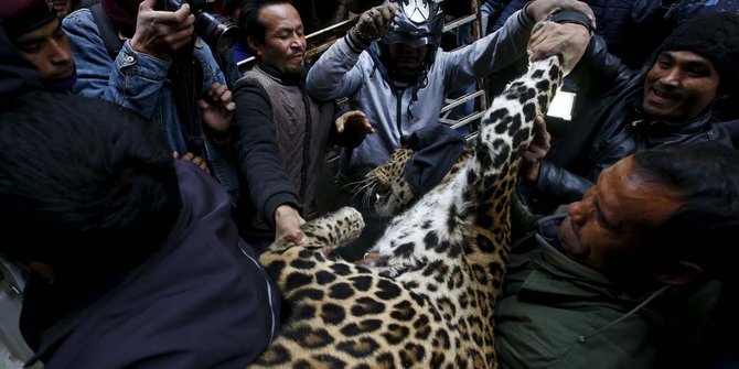 Macan tutul lepas ke permukiman padat gegerkan warga Nepal