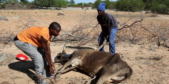Parahnya kekeringan di Zimbabwe sampai banyak hewan ternak yang mati