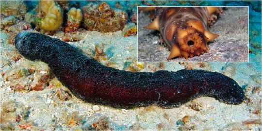 480 Gambar Hewan Teripang Laut Gratis