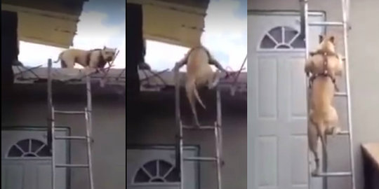 (Video) Ajaib, anjing ini bisa pakai tangga buat turun dari atap