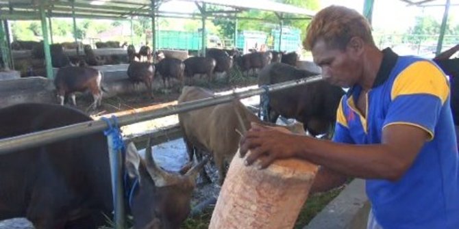 Harga tak masuk akal, peternak di Kupang ogah suplai sapi ke Jakarta