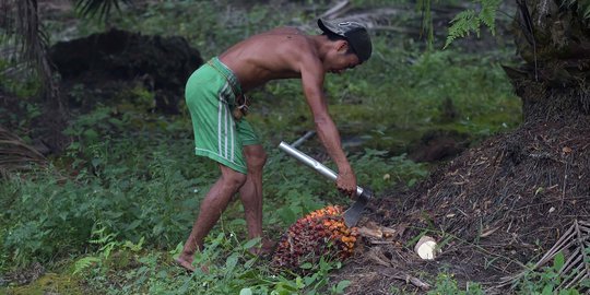 Panen sawit, 2 warga di Kampar diduga dianiaya sekuriti perusahaan