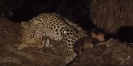 Video macan tutul tunjukan kasih sayang pada monyet kecil