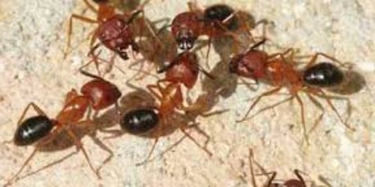Belasan semut raksasa hidup di telinga gadis 12 tahun ini