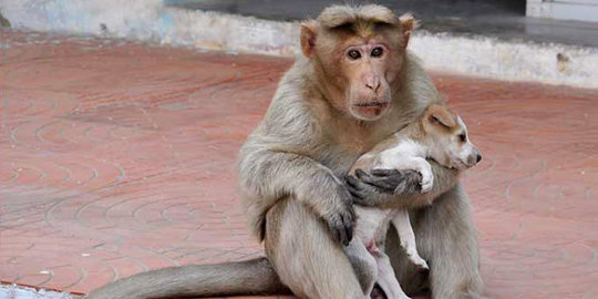 Monyet dan anjing ini jadi potret cinta ibu & anak yang mengharukan