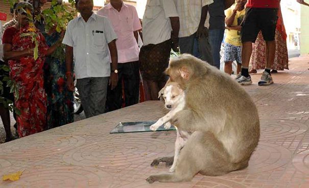 persahabatan monyet dan anak anjing di india