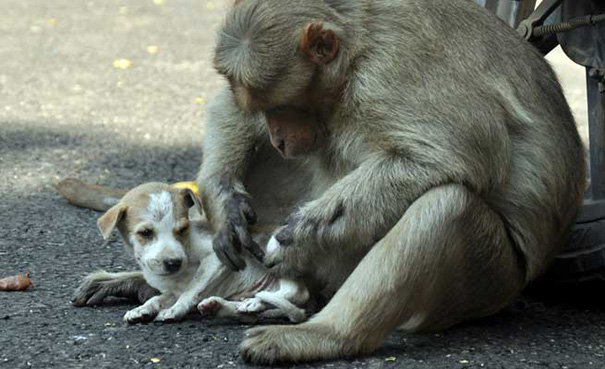 persahabatan monyet dan anak anjing di india