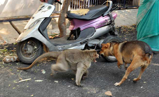 Monyet dan anjing ini jadi potret cinta ibu & anak yang mengharukan