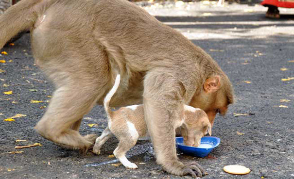 persahabatan monyet dan anak anjing di india