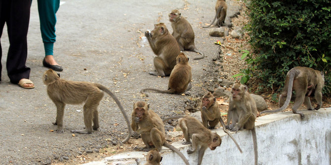 Hutan terbakar, kawanan monyet serbu rumah sakit jiwa di Banjar