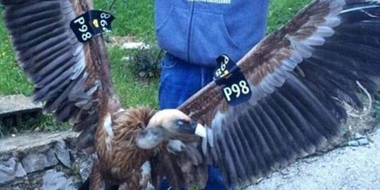 Warga Libanon Tangkap Burung Nasar Diduga Mata Mata Israel