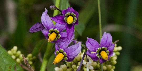 5 racun mematikan yang diubah jadi obat mujarab